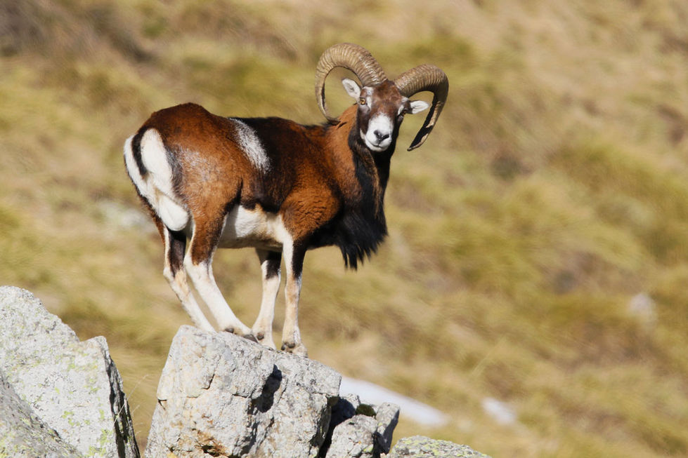 Mufló "Ovis gmelini musimon"