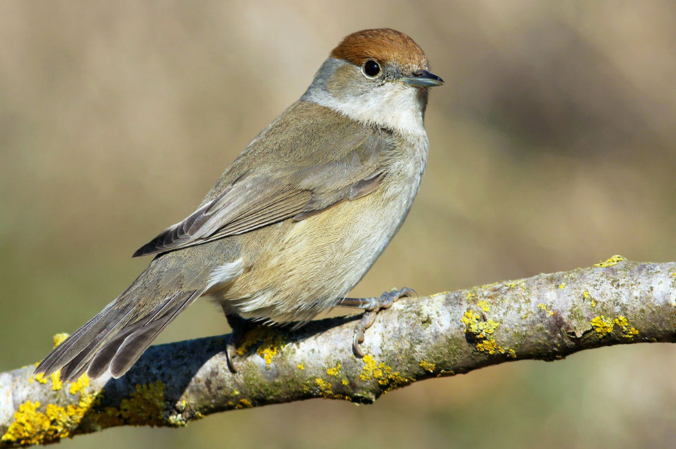 Tallarol de casquet (Sylvia atricapilla)