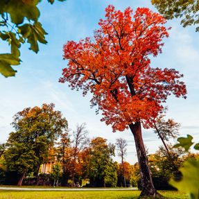 Bäume mit herbstlich verfärbten Blättern