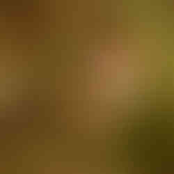 Bec de corall senegalès (Estrilda astrild)