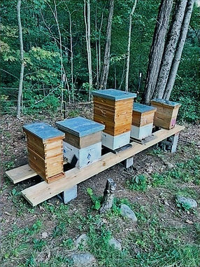 beehives