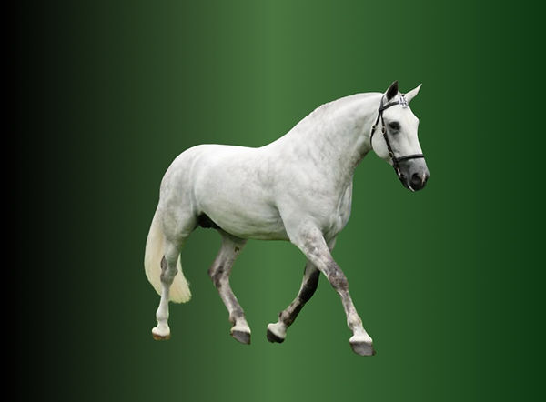 Copy of Copy of Untitled Design - 2 (1).png