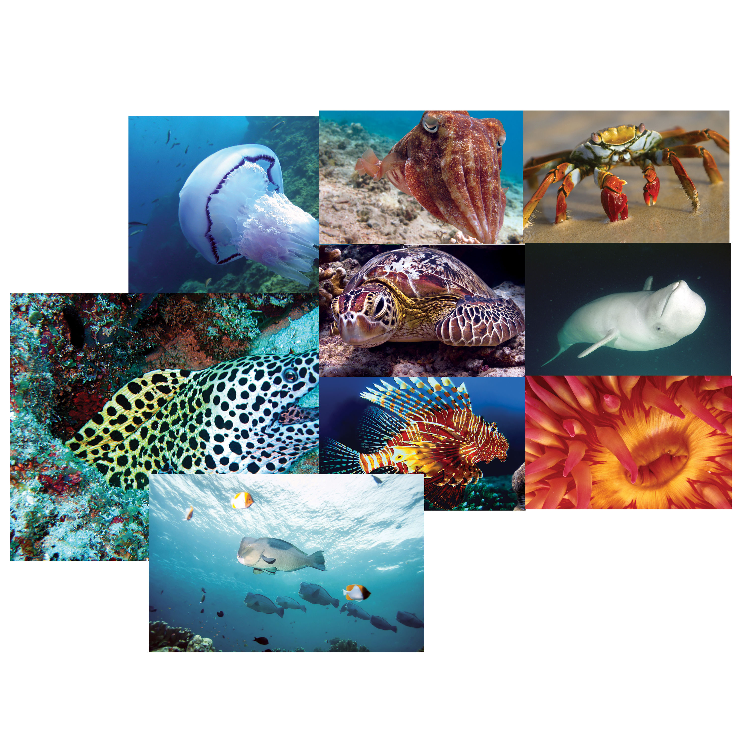 Ocean Discovery Poster Set