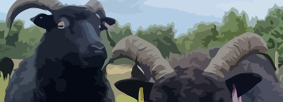 Hebridean Sheep