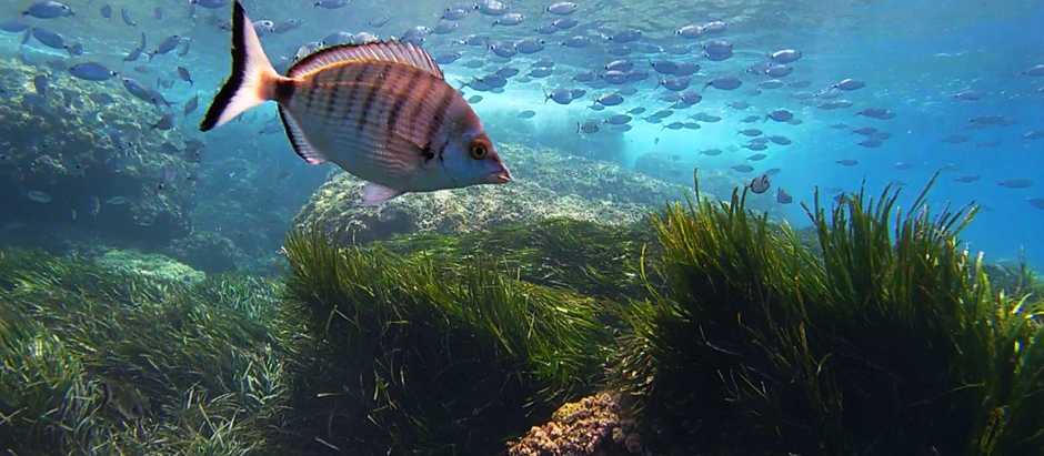 Beneficios del Snorkel