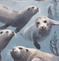 seals playing in kelp_edited_edited_edited_edited.png