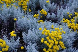 The Rising Popularity of Blue Tansy Essential Oil in Skincare