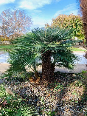 1 apres taille palmier palmoccitanie 2.jpg