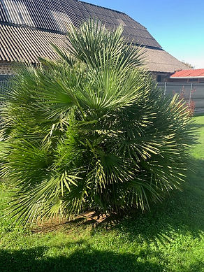 Avant taille chamaerops humilis Palmoccitanie.jpg