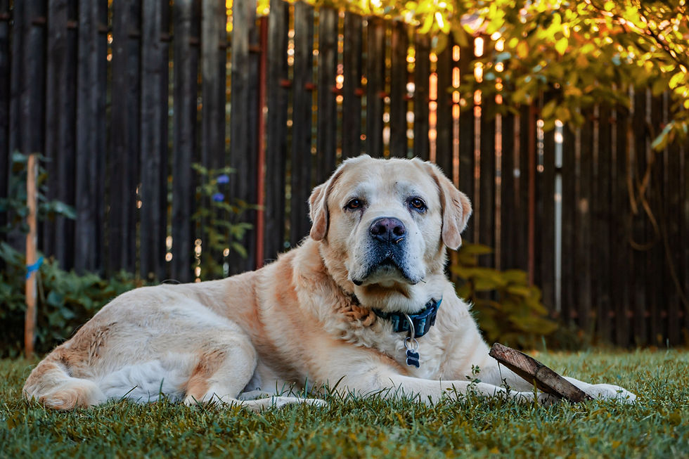Case Study: Branding To Wag and To Hold