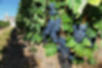 Vignoble de Duras © E. Desmesure