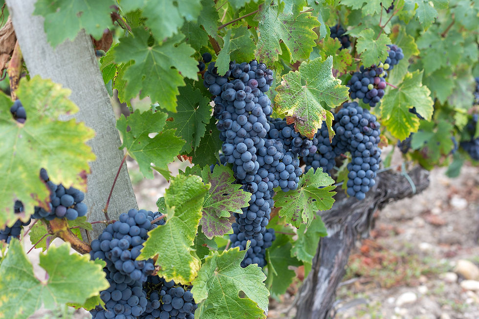 Vignobles de Margaux @ David Remazeilles