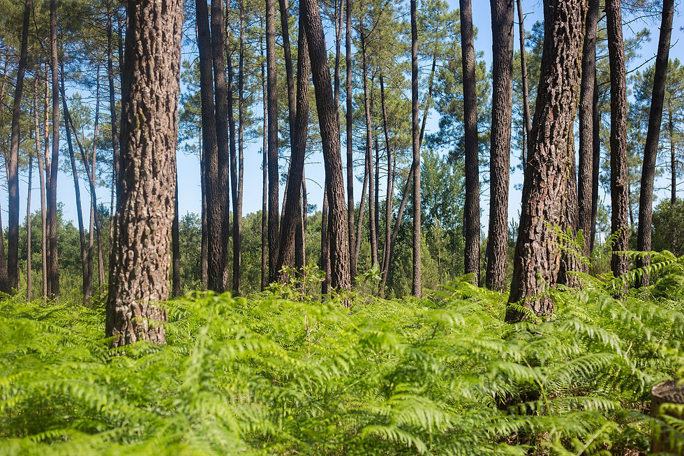Forêt de pins © David Remazeilles