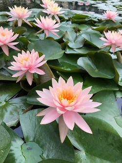 kathmandu, private garden