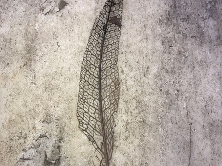 leaf skeleton, nepal