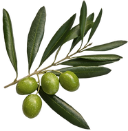 Olives