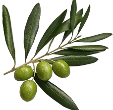 Olives