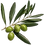 Olive branch with olives