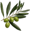 Olive Tree Branch
