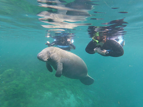 manatee swim (1).jpg
