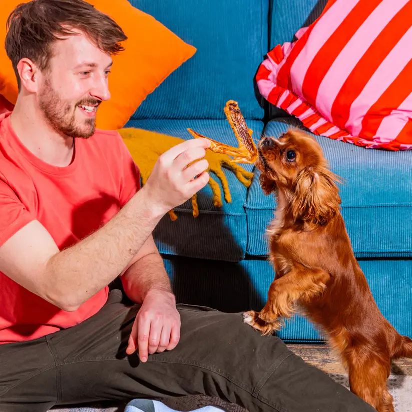Man plays tug with Cavalier King Charles Spaniel