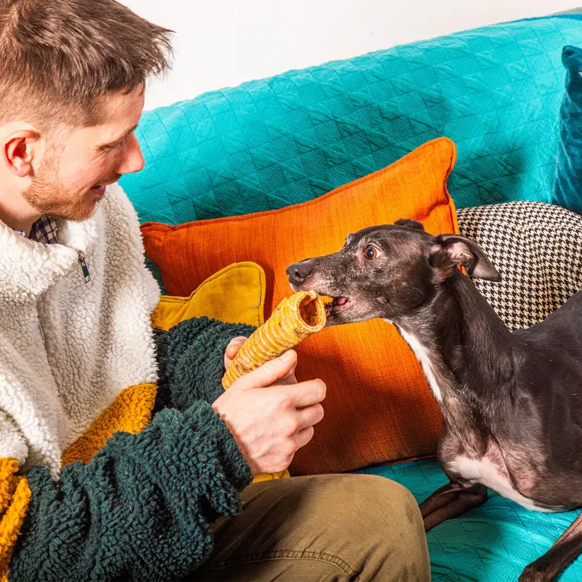 Man giving dog a treat on a sofa