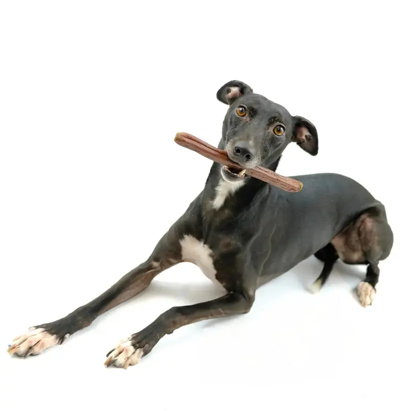 Dog holding Pig Ear Strip chew