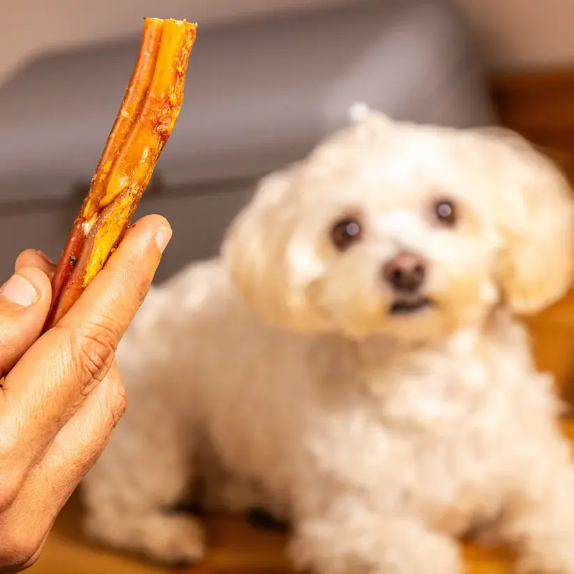 Person offering dog treat