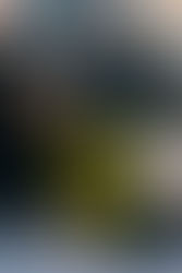 Seduced By The Starlet: Parts 6 - 10