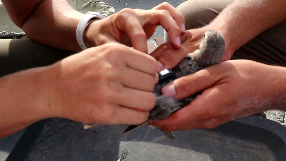 red knot tagging.mp4