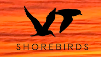 VA Tech Shorebird Program logo.png