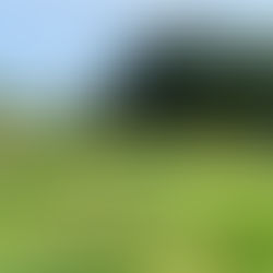 Round 61: The Country Club