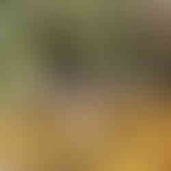 Expedição Monte Roraima