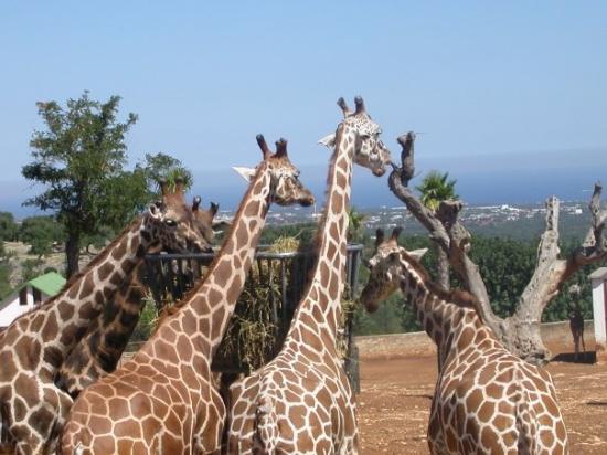 Zoo Safari