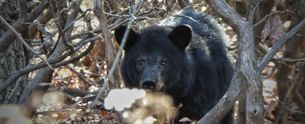 bear hunt.jpeg