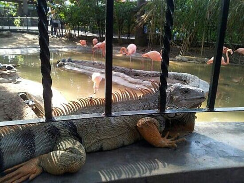 zoo.jpeg