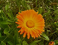 freshly harvested organic calendula flower grown on land in rockland