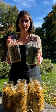 arnica and mugwort botanical herbs