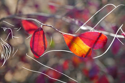 AUTUMN MUSE