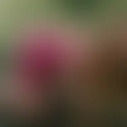 'No Hard Feelings' review: Lawrence shines in a funny, heartfelt studio comedy