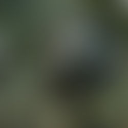 'Pet Sematary: Bloodlines' review: Sometimes dead is better