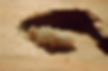 insecte-charpente-larve-capricorne.jpg