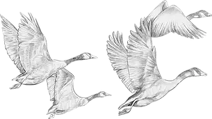 migrating-swan.webp