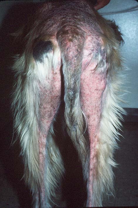 Severe Flea Dermatitis
