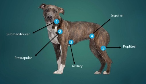 dog lymph nodes dog lymph nodes