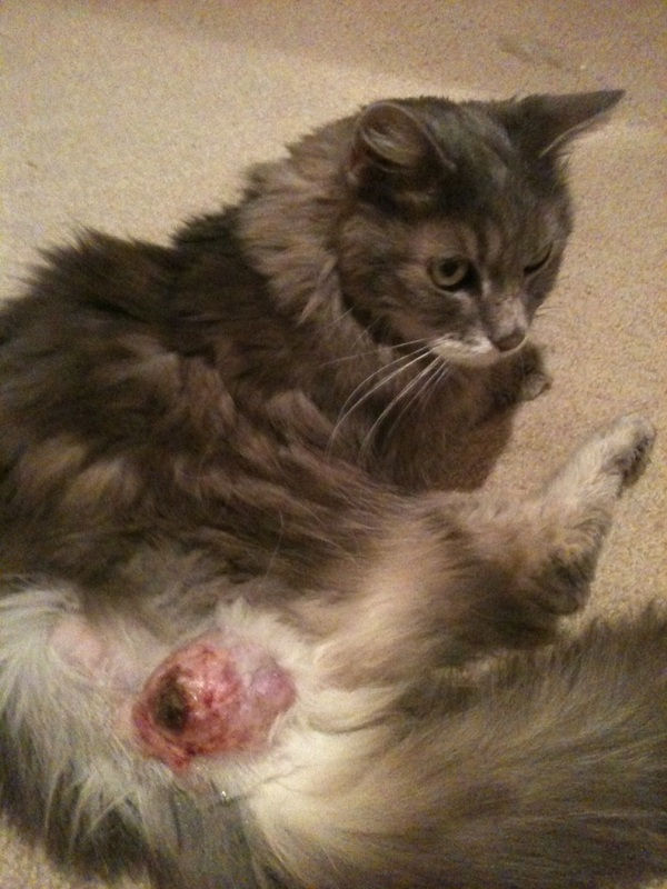 Cat with injection site sarcoma