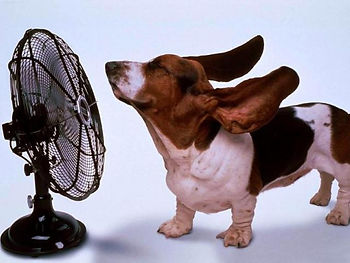 Bassent Hound with Fan