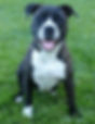 American Pit Bull terrier