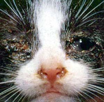 Kitten with feline viral rhinotracheitis