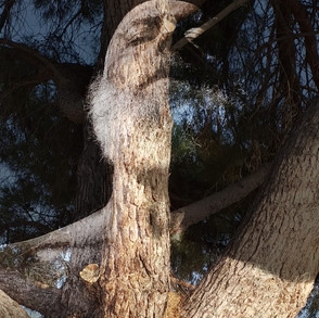 Io sono Maremma - Michelangelo Bonitatibus 2